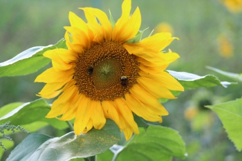 Sommer in Döhrel